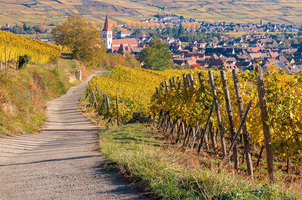 Independent Escort Elsässer Weinstrasse Independent Escort Elsässer Weinstrasse- Blick über Weinberg